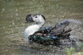 Wild Duck while splashing on water Royalty Free Stock Photo