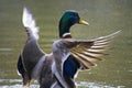 Wild duck spreading wings