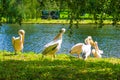 St James`s Park lake pelicans London United Kingdom