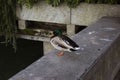 Wild duck stand on one leg on a pontoon