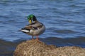 wild duck standing on blue sea background and preening its feathers