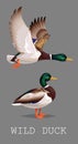 Wild Duck standing and flying. Drake. Vector illustration of realistic bird Mallard isolated on a grey background for Royalty Free Stock Photo