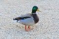 Wild Duck Royalty Free Stock Photo