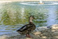 Wild duck standing on pond shore with water reflection and sunlight in tranquil natural scene. Royalty Free Stock Photo