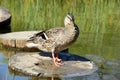 Wild duck stands on a tree trunk in the pond