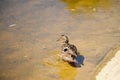 wild duck in summer on the lake.In the water.female.