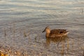 Wild duck is swimming in autumnal lake Royalty Free Stock Photo