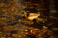 Wild duck is swimming Royalty Free Stock Photo
