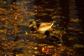 Wild duck is swimming Royalty Free Stock Photo