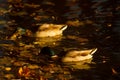 Wild duck is swimming Royalty Free Stock Photo