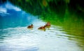 Wild duck is swimming in autumnal lake. Royalty Free Stock Photo