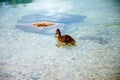 Wild duck is swimming in autumnal lake. Royalty Free Stock Photo