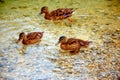 Wild duck is swimming in autumnal lake. Royalty Free Stock Photo