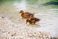 Wild duck is swimming in autumnal lake. Royalty Free Stock Photo