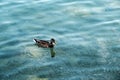 Wild duck is swimming in autumnal lake Royalty Free Stock Photo