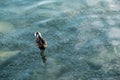 Wild duck is swimming in autumnal lake Royalty Free Stock Photo