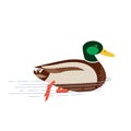 Mallard male duck simple flat color vector icon Royalty Free Stock Photo