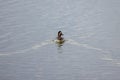 wild duck swimming on a lake Royalty Free Stock Photo