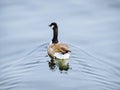 Swimming wild duck