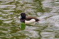 wild duck swimming in lake.water birds Royalty Free Stock Photo