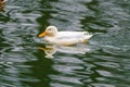 wild duck swimming in lake.water birds Royalty Free Stock Photo