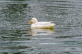 wild duck swimming in lake.water birds Royalty Free Stock Photo