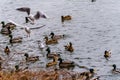 wild duck swimming in lake.water birds in park Royalty Free Stock Photo