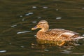 wild duck swimming in lake. water birds in park Royalty Free Stock Photo