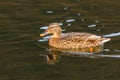 wild duck swimming in lake. water birds in park Royalty Free Stock Photo