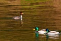 wild duck swimming in lake. water birds in park Royalty Free Stock Photo