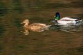 wild duck swimming in lake. water birds in park Royalty Free Stock Photo