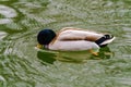 wild duck swimming in lake.water birds Royalty Free Stock Photo