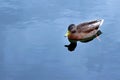 Wild duck swimming in the lake. Water reflection. Royalty Free Stock Photo