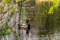 Wild duck swimming at lake Royalty Free Stock Photo