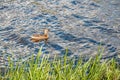 Wild duck swimming in a lake