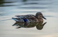 Wild Duck Swimming in the Lake Royalty Free Stock Photo