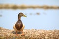 Wild duck swimming in water Royalty Free Stock Photo