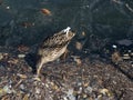 Wild duck swimming in plastic rubbish garbage sea
