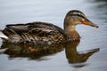 Wild duck swimming in pond Royalty Free Stock Photo