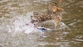 Wild duck swimming on the river in winter.