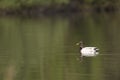 Wild duck swimming in water Royalty Free Stock Photo