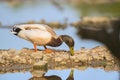 Wild duck swimming in water Royalty Free Stock Photo