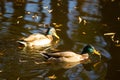 Wild duck is swimming Royalty Free Stock Photo