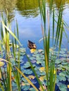 A wild duck swims across the lake after reeds and water lilies Royalty Free Stock Photo