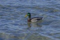 wild duck swims in the blue sea