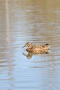 Wild duck swims in a city pond on a sunny day Royalty Free Stock Photo