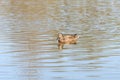 Wild duck swims in a city pond on a sunny day Royalty Free Stock Photo