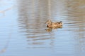 Wild duck swims in a city pond on a sunny day Royalty Free Stock Photo