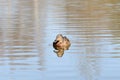 Wild duck swims in a city pond on a sunny day Royalty Free Stock Photo