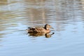 Wild duck swims in a city pond on a sunny day Royalty Free Stock Photo